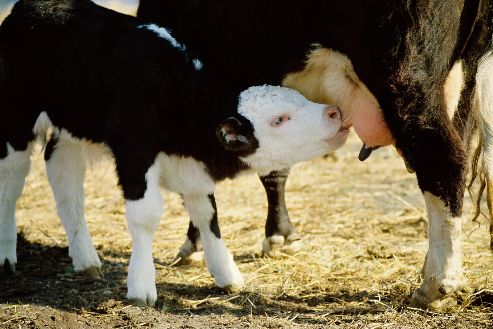 New Way to Wean Calves Leaves Them Happier and Healthier | Smart News|  Smithsonian Magazine