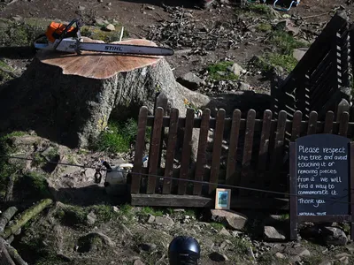 Two Men Convicted of Chopping Down England's Beloved Sycamore Gap Tree in an Act of 'Mindless Thuggery' image