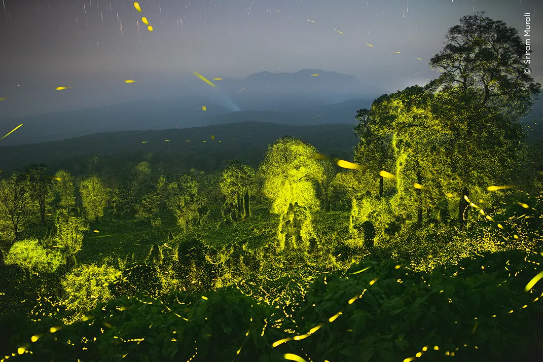 an elevated view of a forest from a cliff, the trees illuminated in a ghostly light and patches of yellow glow from fireflies dot the sky in meandering trails