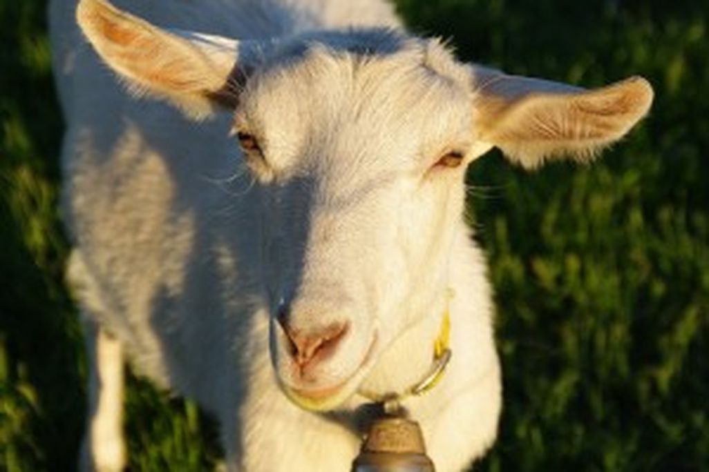 20110520104104goat-300x233.jpg