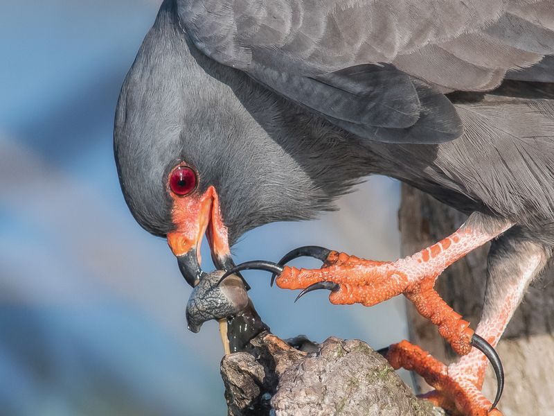 Snail Kite Eating a Snail Smithsonian Photo Contest Smithsonian Magazine
