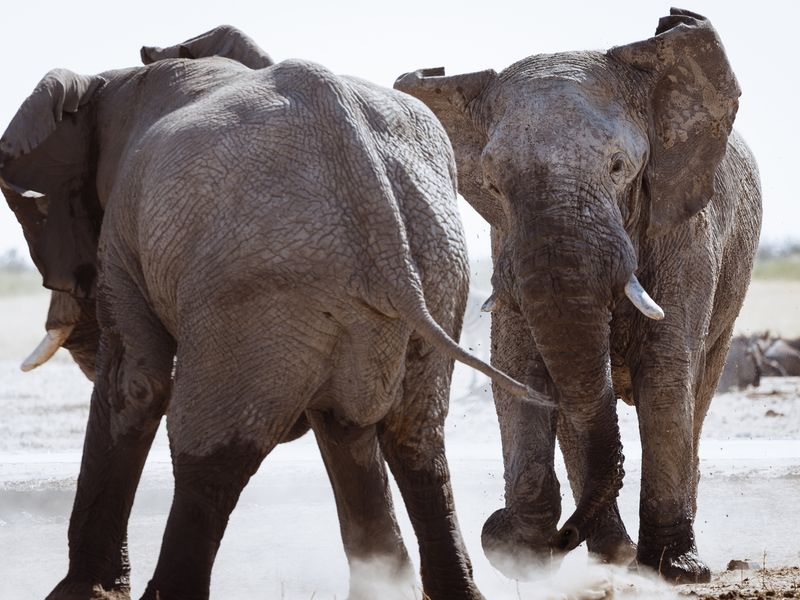 Elephant horseplay Smithsonian Photo Contest Smithsonian Magazine