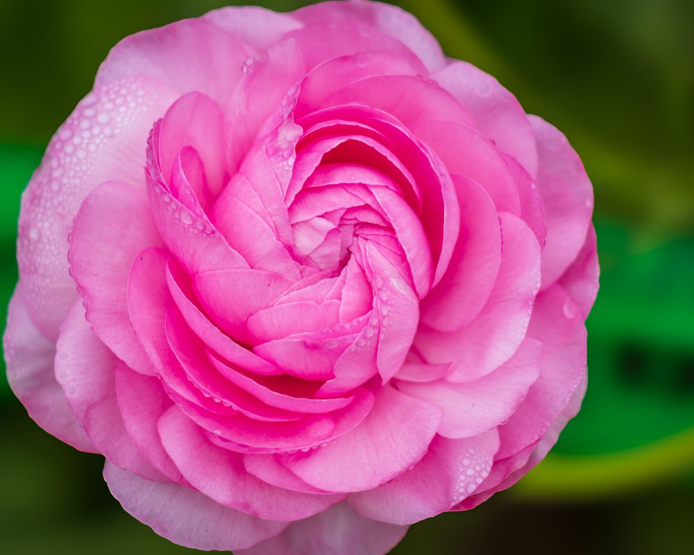 I absolutely love roses both for their fragrance and their beauty. I arrived early to this garden to catch dew dotted across the surface of the flowers.