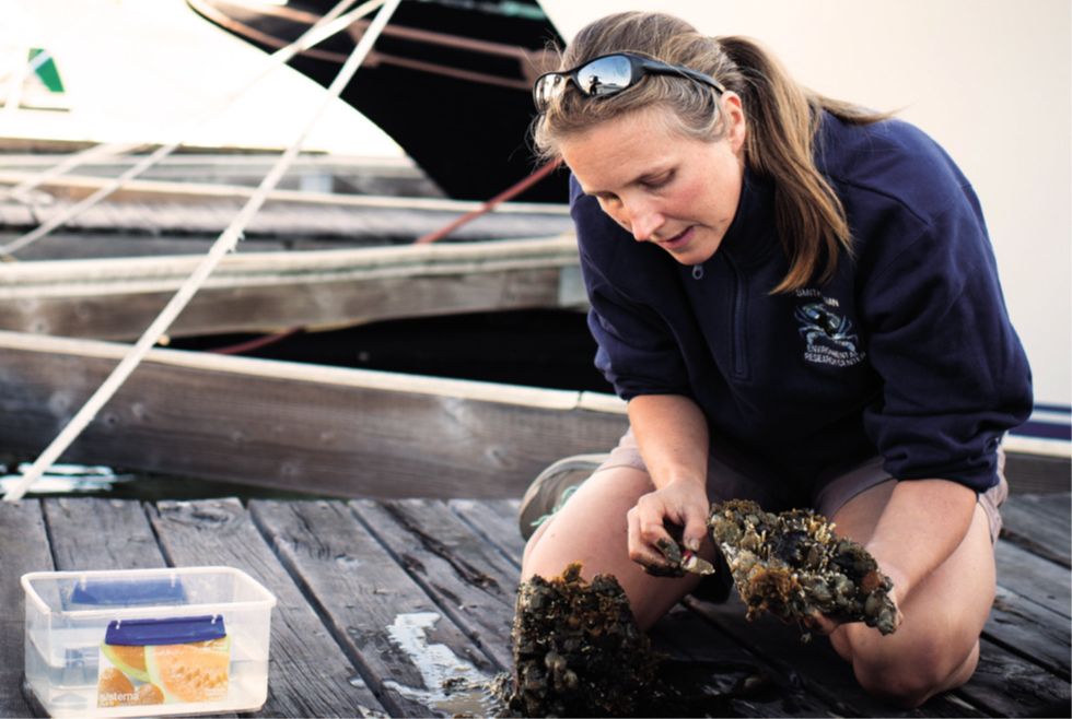 A researcher kneels on a dock to examine a sample of marine invertebrates.