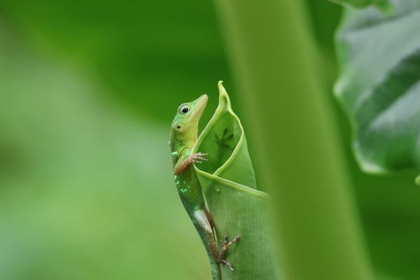 All Green All The Time: Juvenile Graham's Anole thumbnail