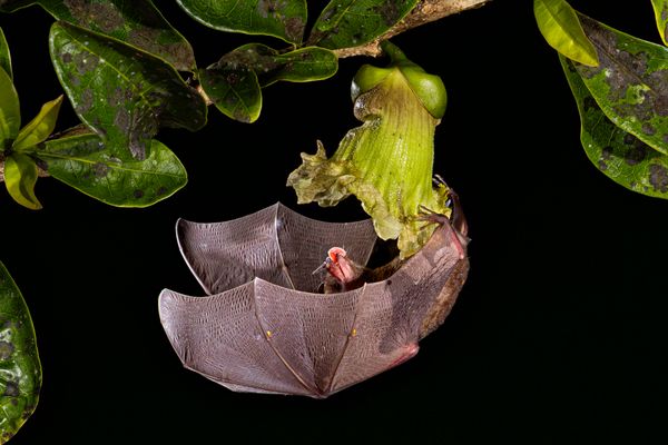 Midnight Nectar Reach thumbnail