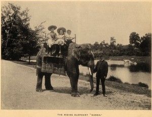 Children enjoy a ride from the New York Zoological Park’s obliging elephant, Gunda.