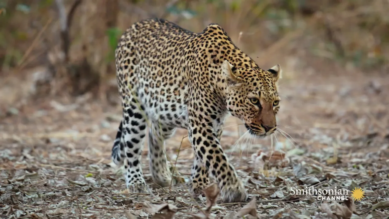 Preview thumbnail for A Leopard Risks Her Life to Steal Food