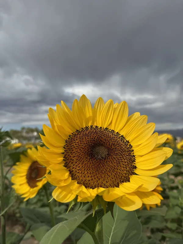 Sunflower on a cloudy day thumbnail