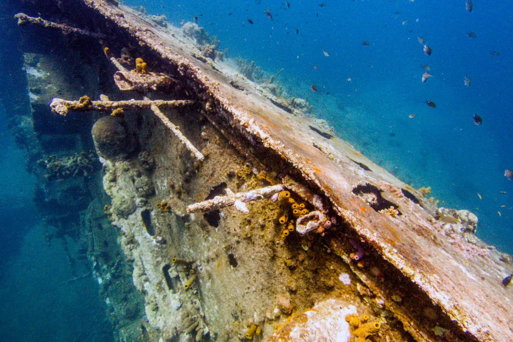 Fish swim around the Antilla shipwreck
