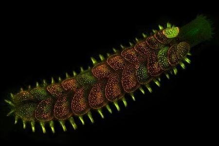 A colorful worm is lit up against a black background