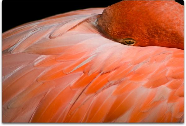 A pink flamingo taken at the Bronx Zoo. Photo not cropped or photoshop. Just slight contrast adjustments. thumbnail