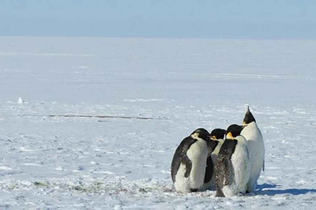 Antarctica penguins