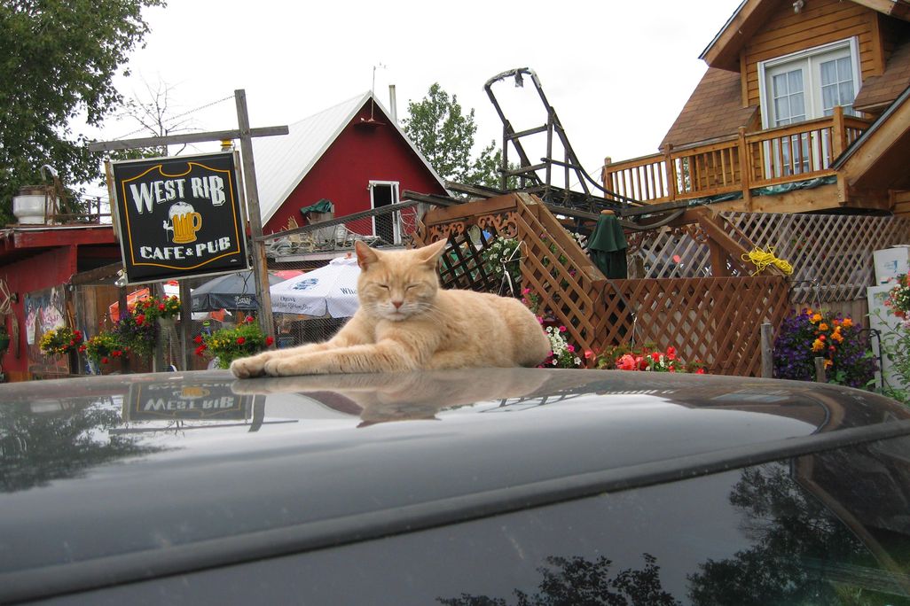 Cat Mayor