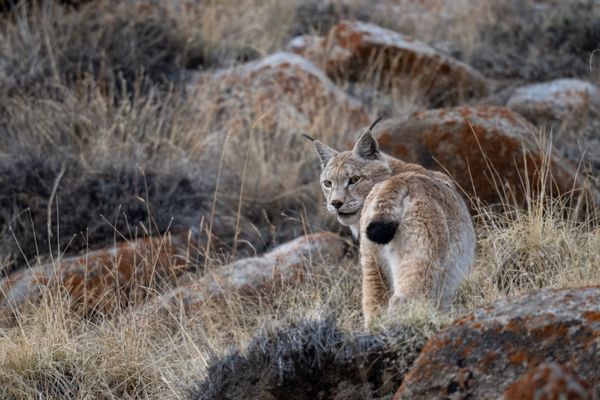 A Moment of Magic: Eye to Eye with the Eurasian Lynx thumbnail