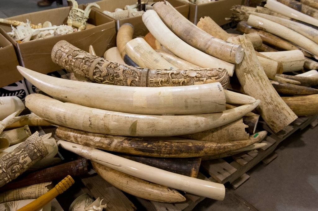 ivory