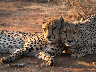 Cheetahs are listed as vulnerable on the IUCN Red List of Threatened Species, with approximately 6,517 mature individuals left worldwide.&nbsp;