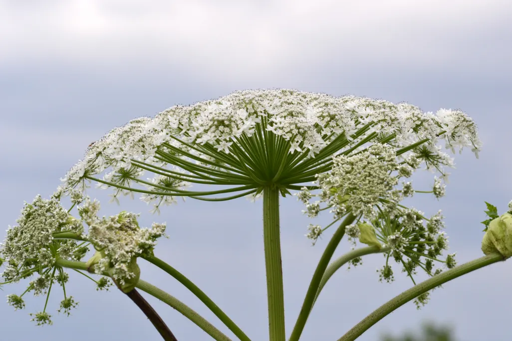 Heracleum_mantegazzianum_07-2.jpg