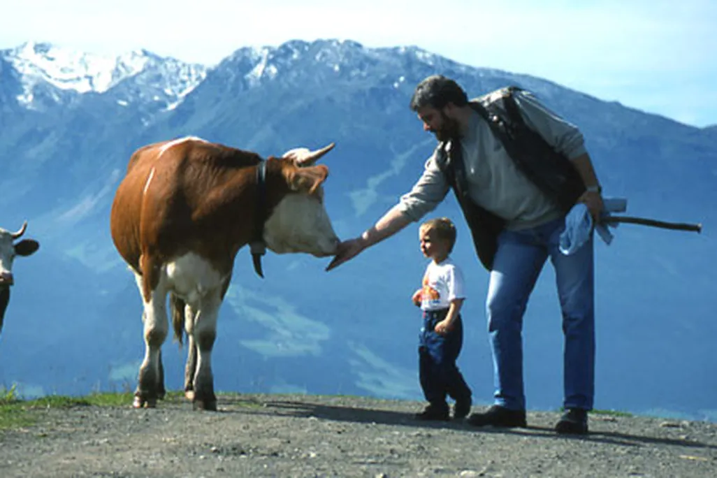 Cows in the Alps
