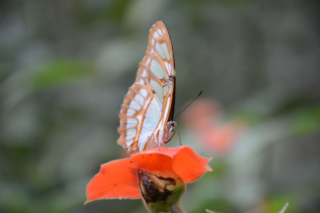 do-you-know-what-does-panama-mean-butterflies-smithsonian-photo