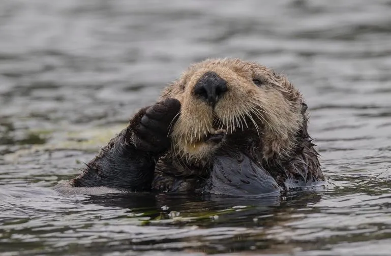 Parasite Spread by House Cats Is Killing California's Sea Otters | Smart  News| Smithsonian Magazine