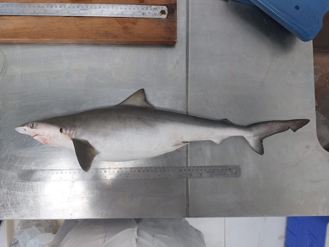 Shark on a stainless steel table