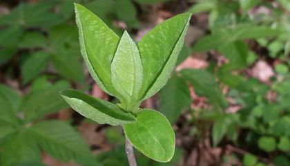 What a 19th-Century Farmer&rsquo;s Forgotten Notes Reveal About Growing Seasons