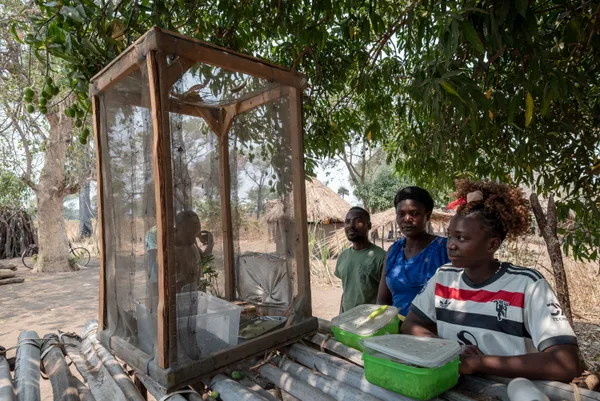 Insect Farming thumbnail