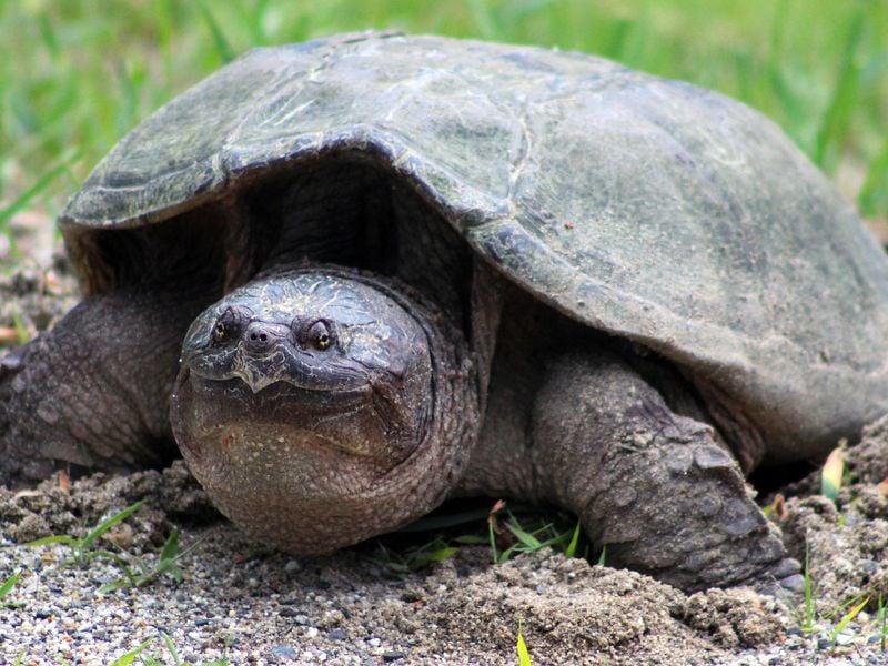 Snapping Turtle laying her eggs | Smithsonian Photo Contest ...