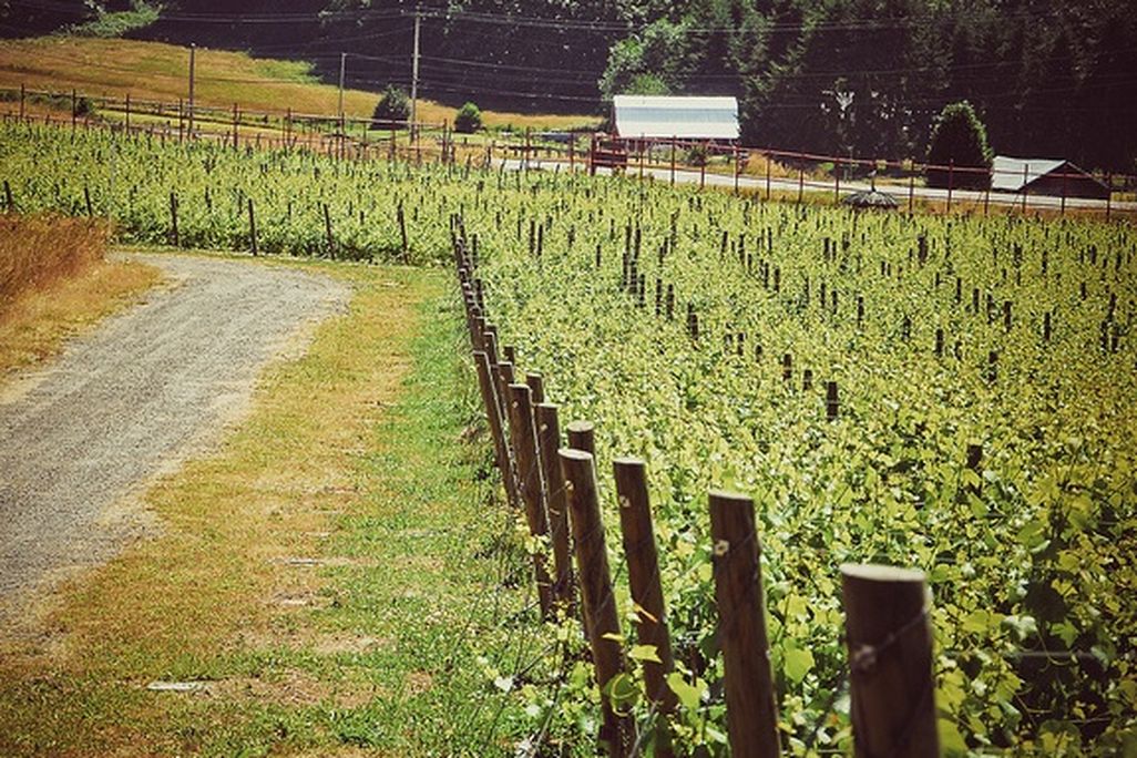 20130411120031vineyard.jpg