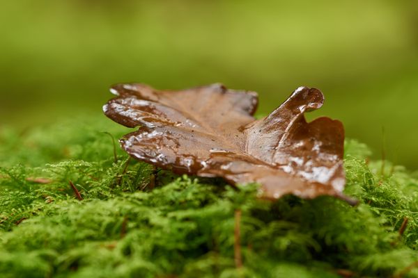 Fallen leaf thumbnail