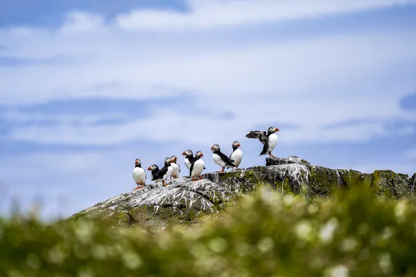 CIRCUS OF PUFFINS thumbnail