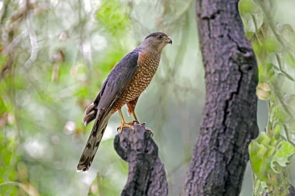 the red tail hawk profile thumbnail