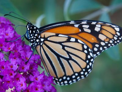 A monarch butterfly sits on a Buddleia Butterfly Bush.