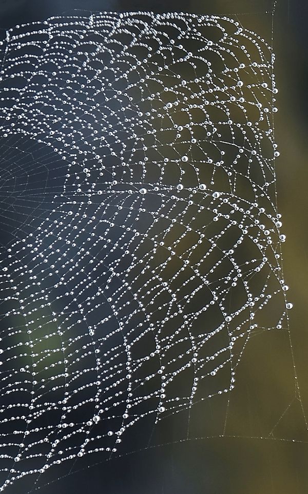 Spider Web thumbnail