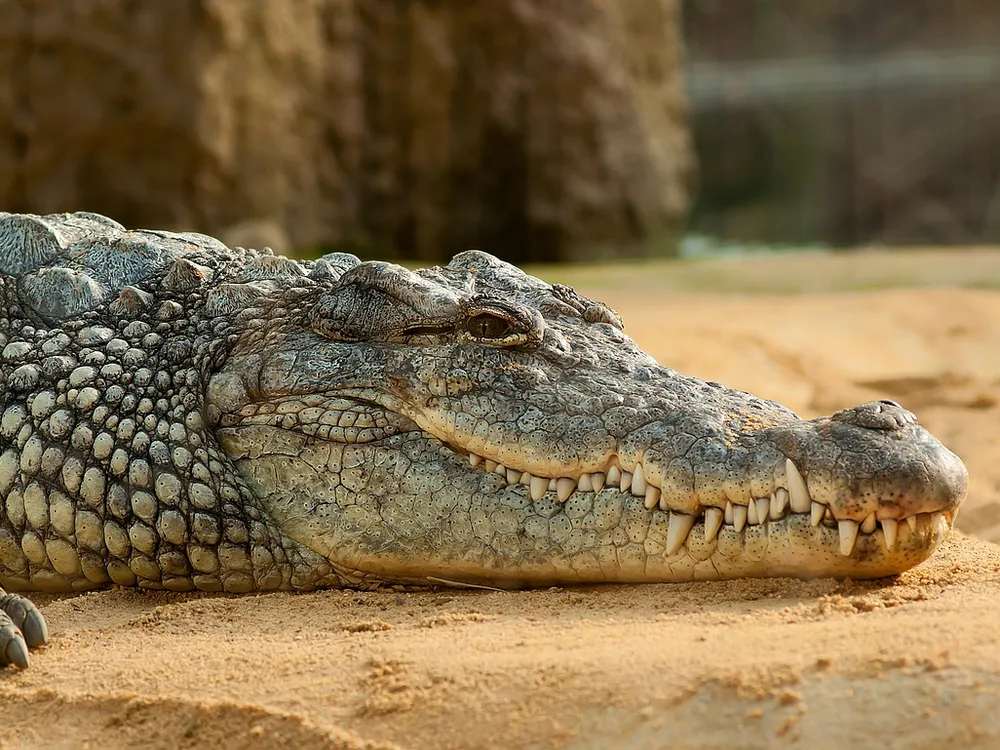 A crocodile lays in the sand 