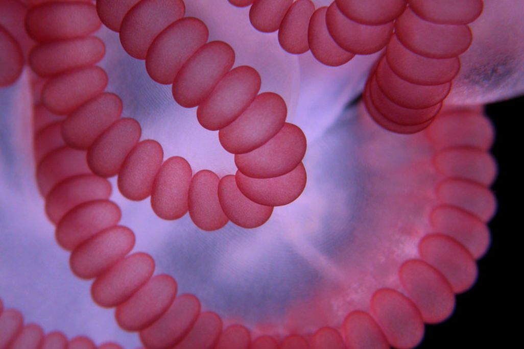 20110520102310jellyfish-large.jpg