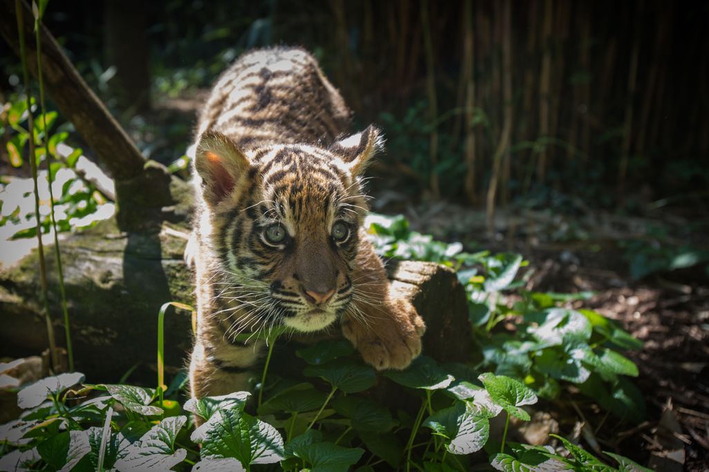 tiger.jpg