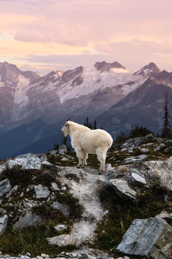 Watching the sunset on the glaciated mountains with Mountain Goats thumbnail