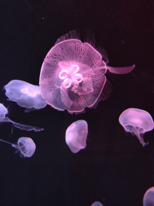 Jellyfish! thumbnail