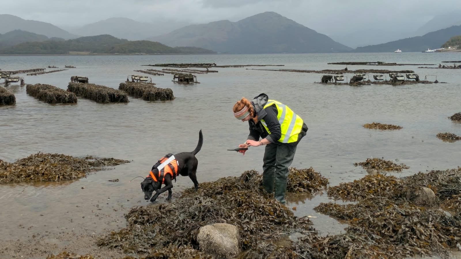 This Dog Learned to Sniff Out a Slimy Marine Invader Called 'Sea Vomit'—a Skill That Earned Her the Animal of the Year Award