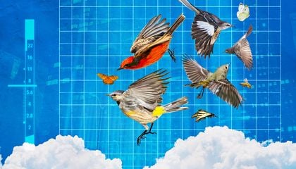 Birds, Bats and Bugs: The Teeming World Above Our Heads