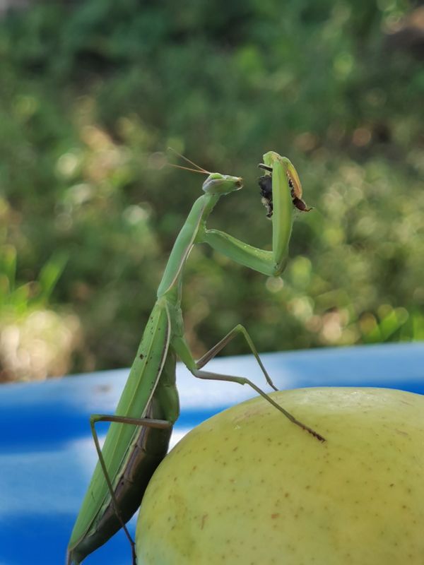 Mantis Religiosa luch thumbnail