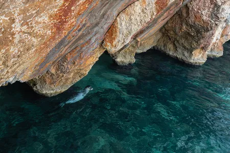 A monk seal in southern Greece. Females tended to give birth on beaches before human hostility drove them into hiding.