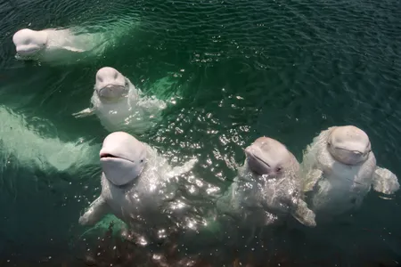 A flock of beluga whales in the Sea of Japan, off the coast of Russia.