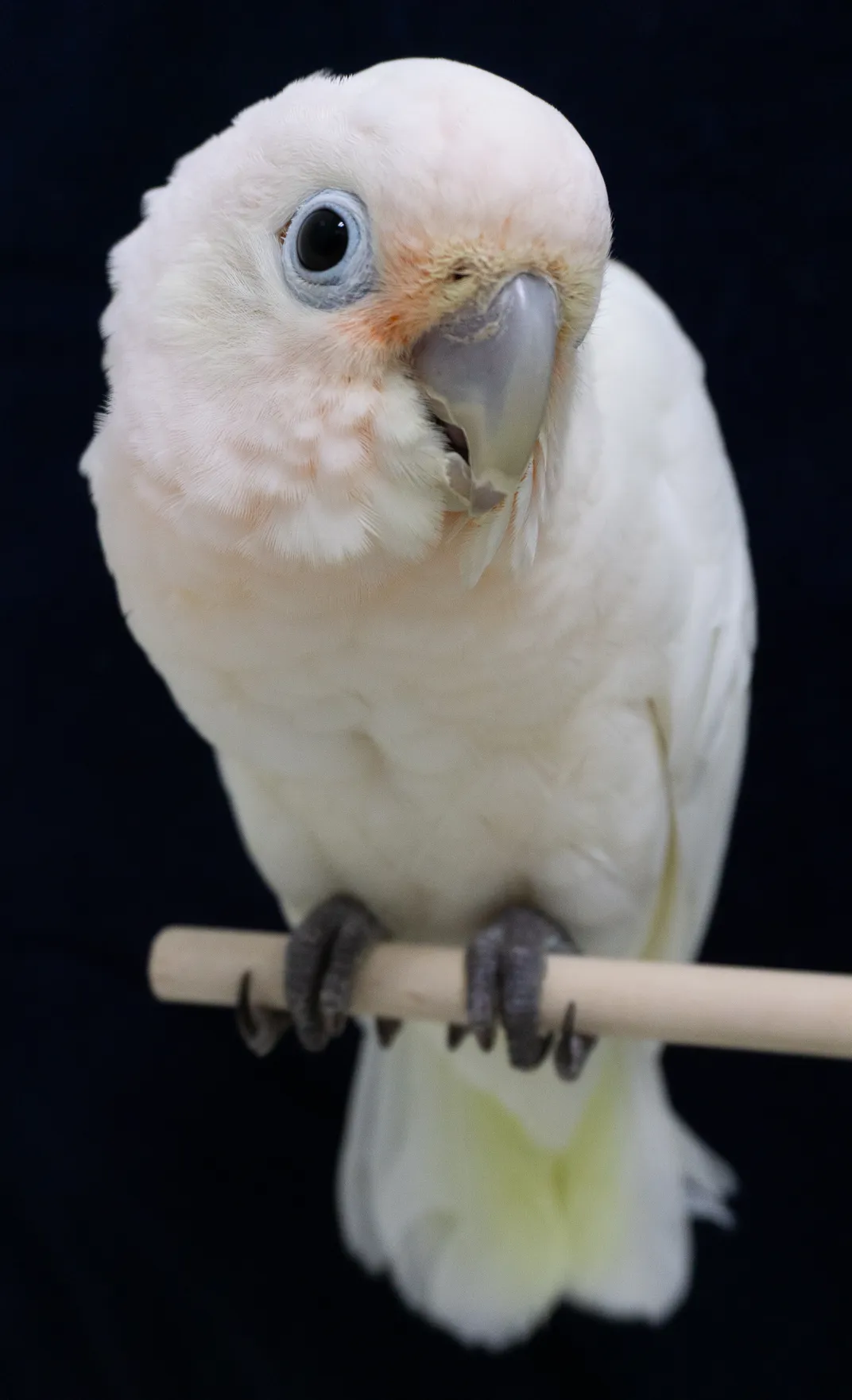 goffin cockatoo plucking feather