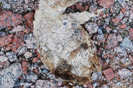 Some of the corpses looked newly dead but have actually been preserved in ice for more than 800 years.