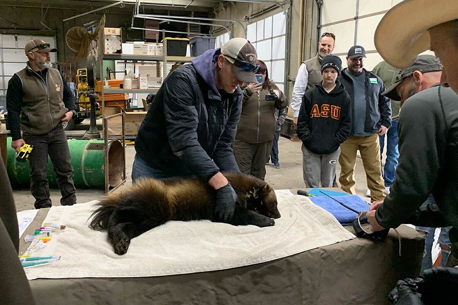 Examination of a sedated wolverine