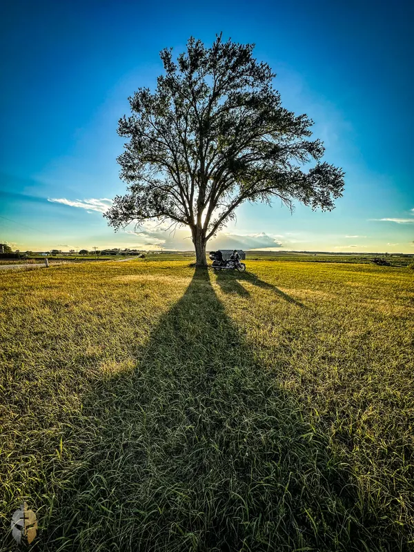 Tree & motorcycle in wilderness thumbnail