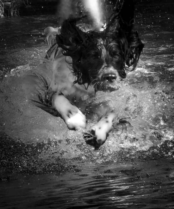 A dog jumping through the water thumbnail